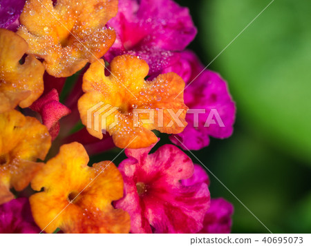 Hedge Flower Buds 40695073