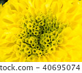 Yellow Marigold Blooming 40695074