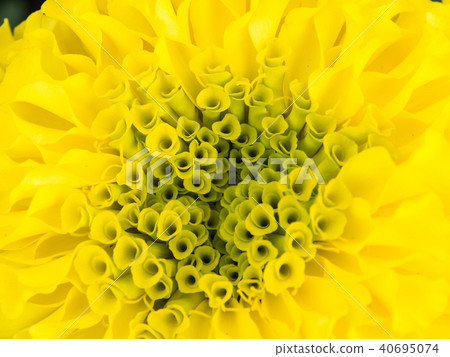 Yellow Marigold Blooming Yellow Marigold Blooming 40695074