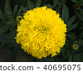Yellow Marigold Blooming 40695075