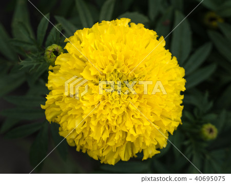 Yellow Marigold Blooming Yellow Marigold Blooming 40695075