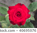 Red Rose Blooming 40695076