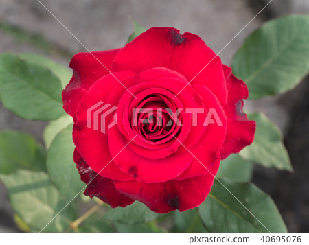 Red Rose Blooming 40695076