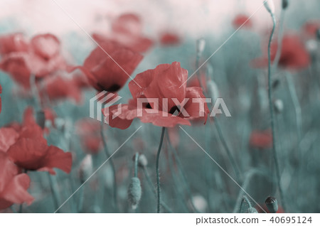 Memorial day background with wild poppy field Memorial day background with wild poppy field 40695124