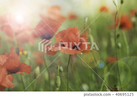 Wild poppies in bloom Wild poppies in bloom 40695125