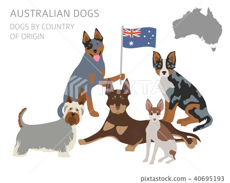 Dogs by country of origin. Australian dog breeds 40695193
