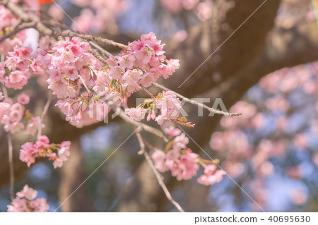 Pink cherry blossom(Cherry blossom, Japanese Pink cherry blossom(Cherry blossom, Japanese 40695630
