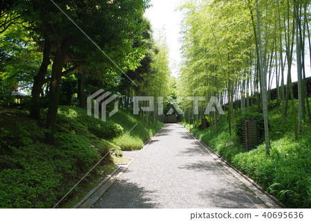 Bamboo forest road of flower field sixth park Bamboo forest road of flower field sixth park 40695636
