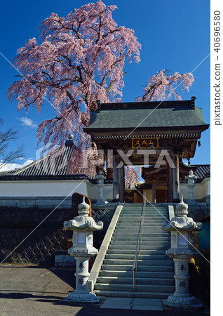 Fukushima Prefecture Tamura-gun Miharu-cho Hokkeji Sakura Fukushima Prefecture Tamura-gun Miharu-cho Hokkeji Sakura 40696580