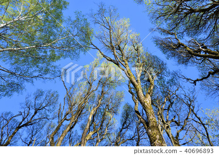 Trees in the spring. 40696893