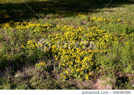 Grass with wild flowers. 40696896