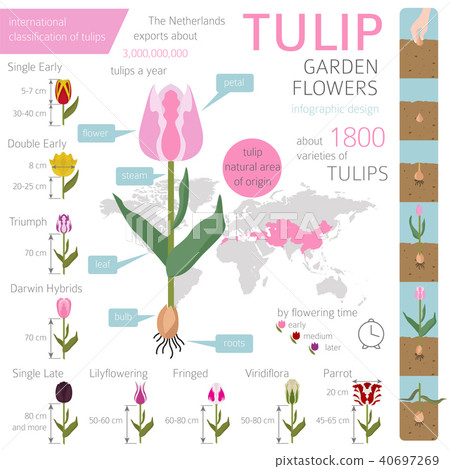 Tulip varieties flat icon set. Garden infographic 40697269