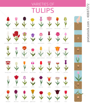 Tulip varieties flat icon set. Garden infographic 40697272