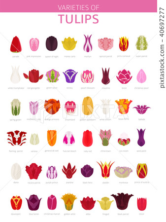 Tulip varieties flat icon set. Garden infographic 40697277