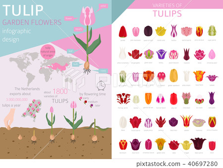 Tulip varieties flat icon set. Garden infographic 40697280