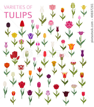 Tulip varieties flat icon set. Garden infographic 40697281