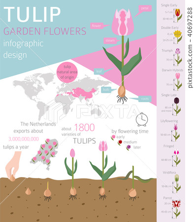 Tulip varieties flat icon set. Garden infographic 40697288