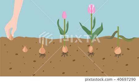 Tulip varieties flat icon set. Garden infographic