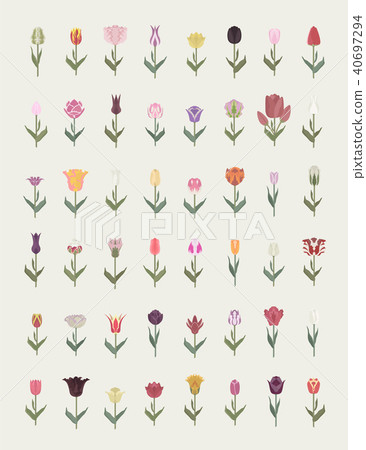 Tulip varieties flat icon set. Garden infographic 40697294