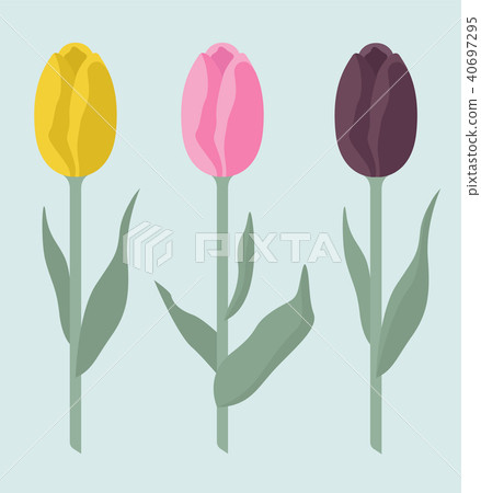Tulip varieties flat icon set. Garden infographic 40697295