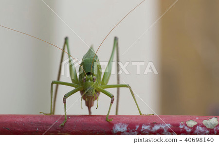 Macro picture of green insects  40698140