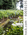 繡球花和池塘 40698195