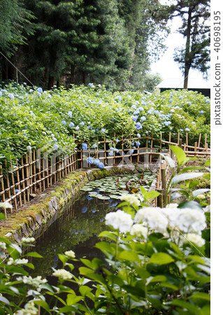 Hydrangea and pond 40698195