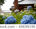 繡球花和寺廟 40698196