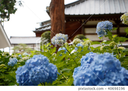 A hydrangea and a temple 40698196