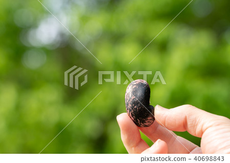 花豆蜂蜜 花豆蜂蜜 40698843