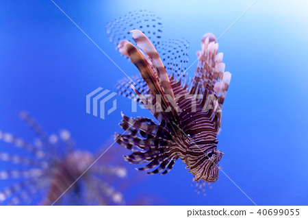 Dangerous poisonous fish swimming blue background. Red lionfish Pterois miles in ocean. soft focus