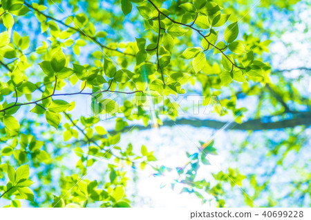 Fresh green eco image Fresh green eco image 40699228