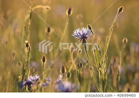 Cornflower in the field at dusk  40699460