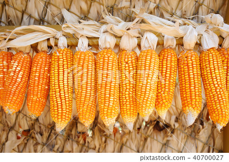 corn hanging out in the sun to dry corn hanging out in the sun to dry 40700027