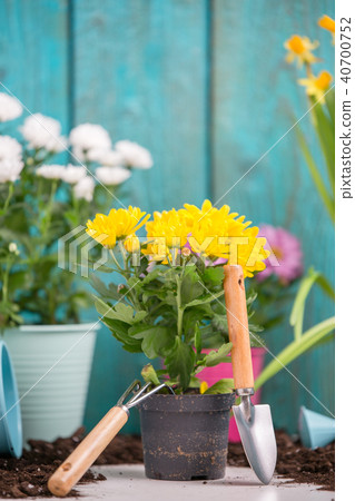 Photo of colorful chrysanthemums in pots near wooden fence Photo of colorful chrysanthemums in pots near wooden fence 40700752