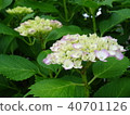 繡球 40701126