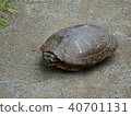 龜 40701131