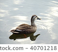 鴨 40701218