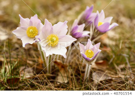 Pasque-flower in nature 40701554