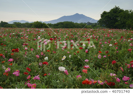 Poppies of Shimotsuma-shi Fureai Park 40701740