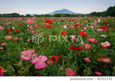 Poppies of Shimotsuma-shi Fureai Park 40701741
