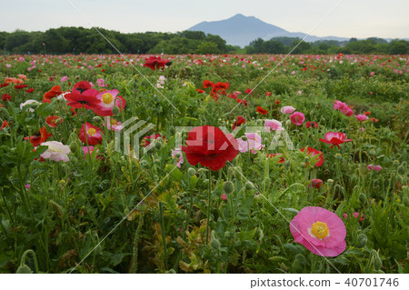 Poppies of Shimotsuma-shi Fureai Park 40701746