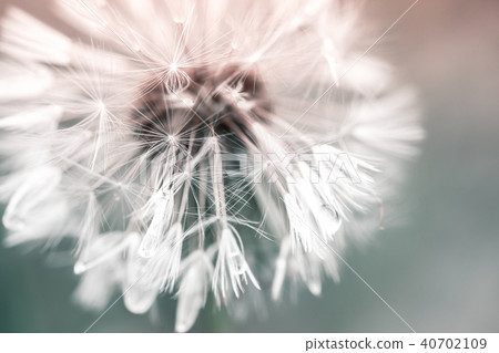 Dandelion flower with water drops on fluff 40702109
