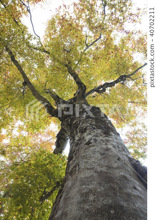 Huge tree of beech 40702211