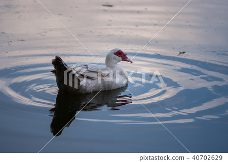 Birds and animals in wildlife. Amazing closeup Birds and animals in wildlife. Amazing closeup 40702629