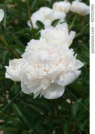 釉和新寶石 釉和新寶石 40703560