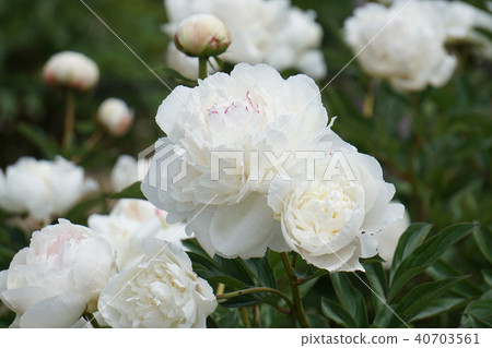 釉和新寶石 釉和新寶石 40703561