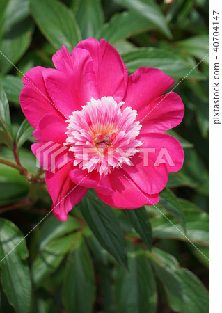 牡丹和紅太陽戒指 牡丹和紅太陽戒指 40704147