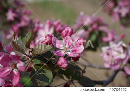Spring flower apple Spring flower apple 40704362