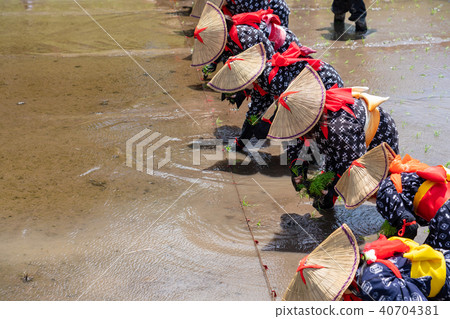 花田種植 40704381